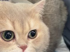 -天使宠物医院·犬猫分诊(彩虹店)