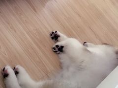 -翊宠yipet猫狗购宠庄园犬舍•猫舍