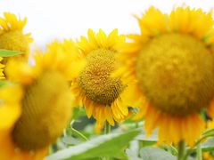 -奥林匹克森林公园北园-停车场