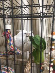 -胭脂猫京剧摄影