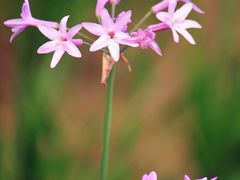 -昆山城市生态森林公园
