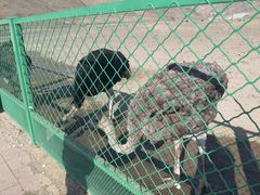 -新疆天山野生动物园