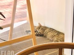 -团子君寿司·茶