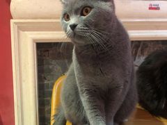 -猫色咖啡·猫咖