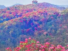 -贵州百里杜鹃风景名胜区