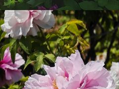 -曹州百花园