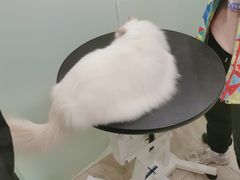 -Pets First伊珊娜洗护·精致美容·家庭式寄养(新会路店)