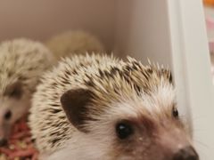 -浣熊柯尔鸭土拨鼠·电玩咖