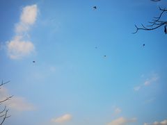 -王借岗森林公园