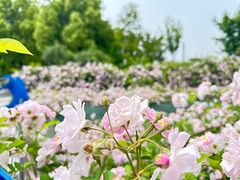 -天鹅湖体育公园