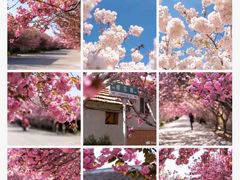 -莱阳濯村樱花园