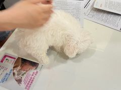 -伟伟宠物医院·CT影像中心·瑞派犬猫综合性门诊(汉口总院)