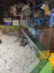 -未来动物城动物主题公园(大悦城店)