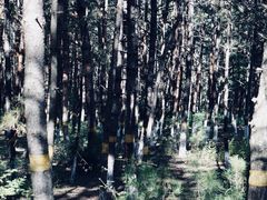 -帽儿山国家森林公园