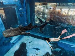 -成都浩海立方海洋公园