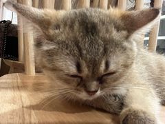 -楼上猫咖(罗湖店)