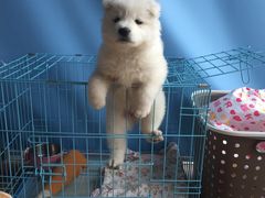 -翊宠yipet猫狗购宠庄园犬舍•猫舍