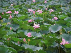 -莲池书院博物馆