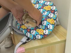 -全心全意连锁动物医院·微创中心·内科急重症·心脏专科(丰管路店)