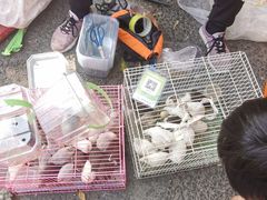 -李村大集