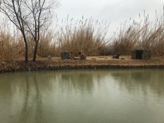 -泗洪洪泽湖湿地景区