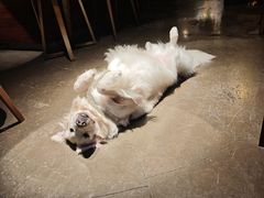 -咖法森林·咖啡  酒吧(天河店)