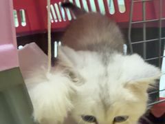 -嘉馨宠物医院·CT影像转诊·心脏科·犬猫全科诊疗中心(下沙大学城院区)