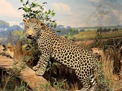 -陕西自然博物馆