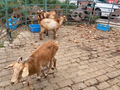 -海拉尔蒙古包(房山长阳总店)