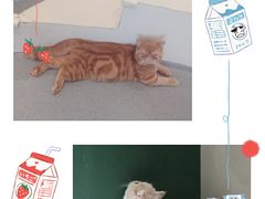 -飞行喵MR PILOT|猫舍·猫咖(静安大融城店)
