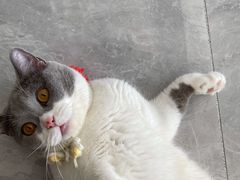 -瑞派康怡24h宠物医院·犬猫医疗中心·微创绝育(瑞景分院)