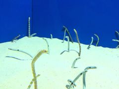 -上海海洋水族馆