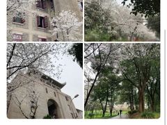 -武汉大学-樱园