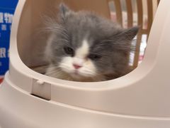 -四月宠物医院·猫专科·心脏专科·内科(转塘店)