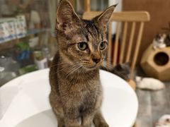 -楼上猫咖(罗湖店)