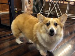 -豆柴町-柴犬主题狗咖(红鼎国际C座店)