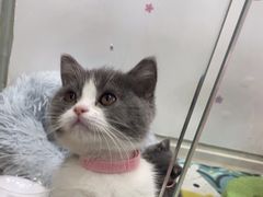 -糯米喵星人总部直营旗舰店·猫舍·幼猫出售