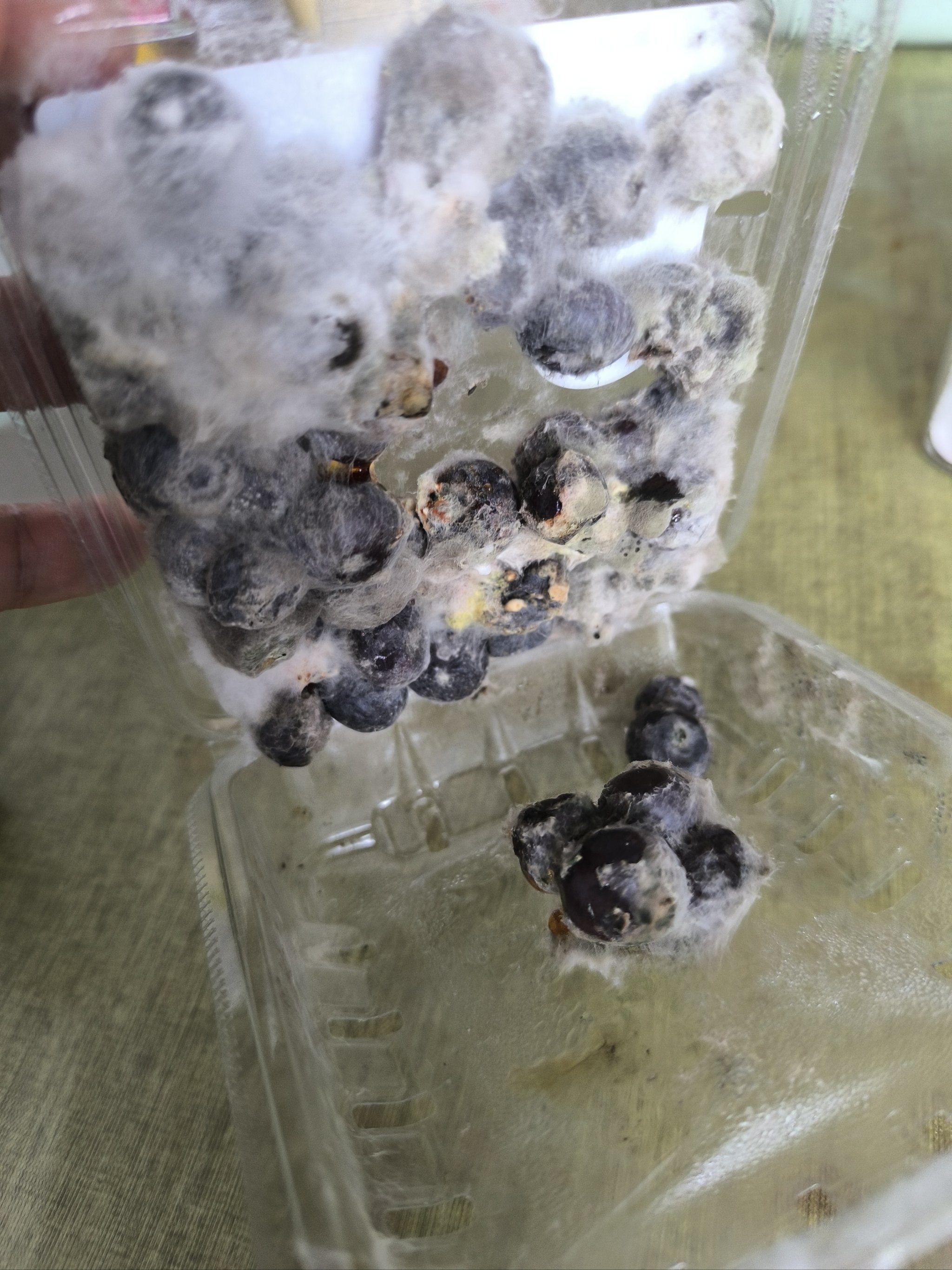 这座城 #天天领红包 买完东西就忘了,被发现的时候已经往长毛的蓝莓