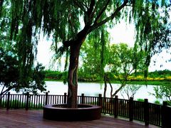 -东郊湿地公园