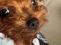 -pd派德宠物中心医院24H急重症·眼科中心·血液透析中心(嵩山北路店)