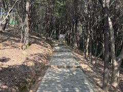 -香雪海