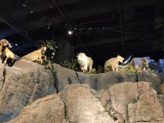 -陕西自然博物馆