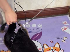 -宠爱国际动物医院· 猫科· 外科·中兽医(长白店)