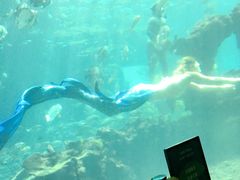 -海棠湾洲际-涛·海底餐厅·美人鱼·自助餐·海底隧道