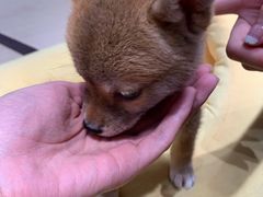 -逗柴咖啡屋·狗咖猫咖宠物桌游