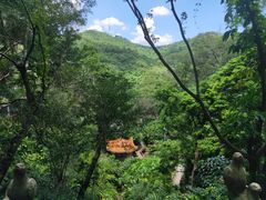 -银湖山郊野公园-相思林