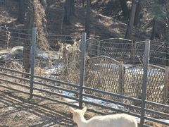 -沈阳森林动物园