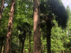 -黄海国家森林公园