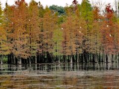 -白鹭湾湿地公园