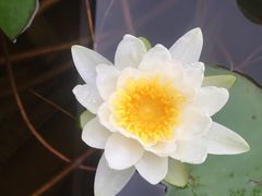 -武清南湖绿博园